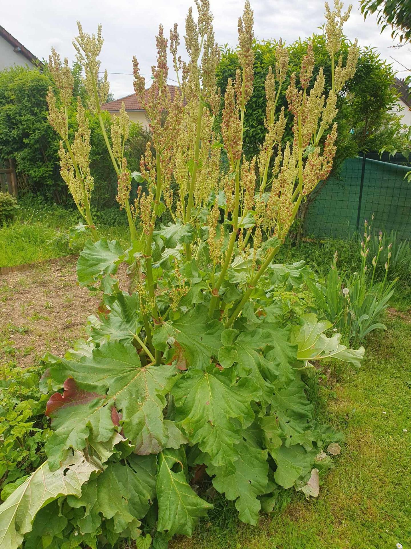 Rhubarbe : fruit ou légume