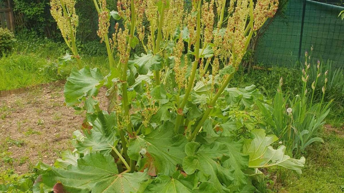 Rhubarbe : fruit ou légume