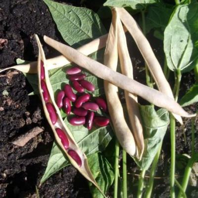Haricots Rouges BIO 400grs