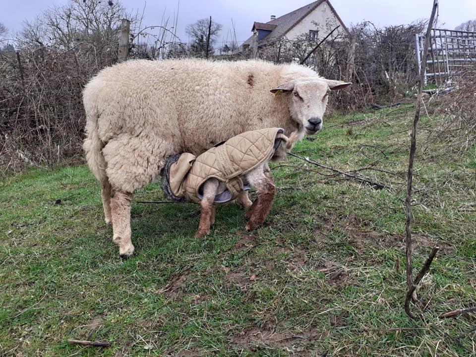 Brebis et mouton