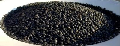 Lentilles BIO 300gr