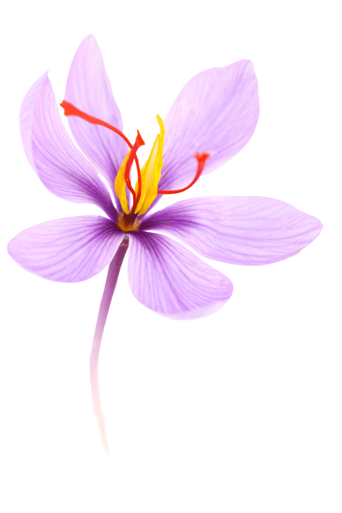 Safran fleur